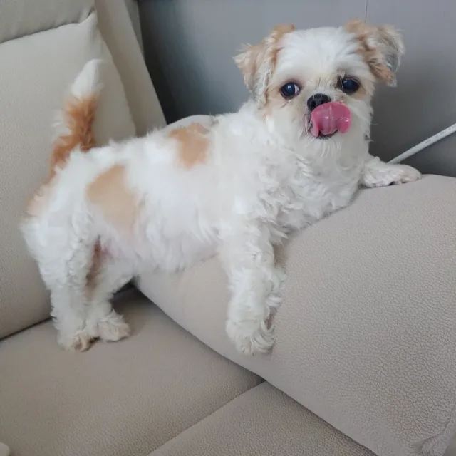 땅근