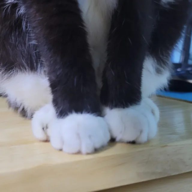 초록고양이