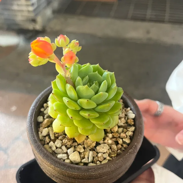 옴뇸뇸마켓