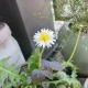 흰민들레
