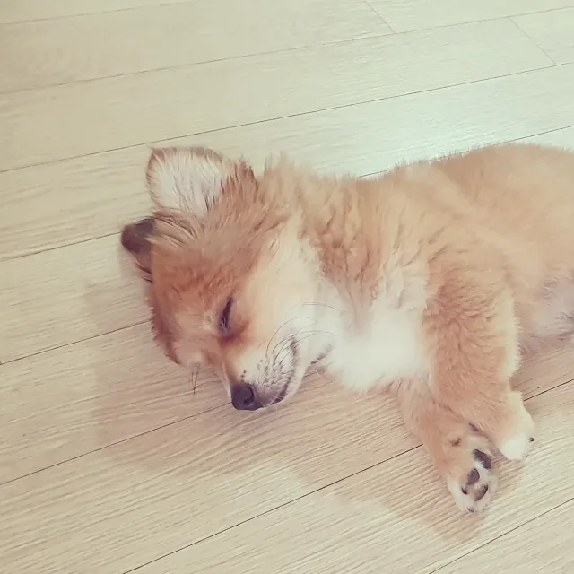 딸바보세레나아빠