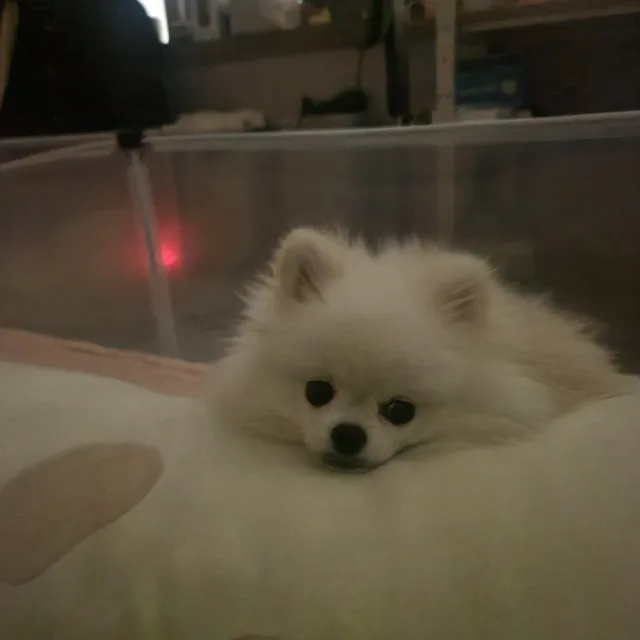 딸기