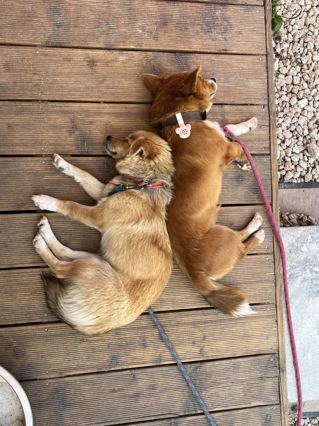 송이송이밤송이