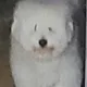 아나저
