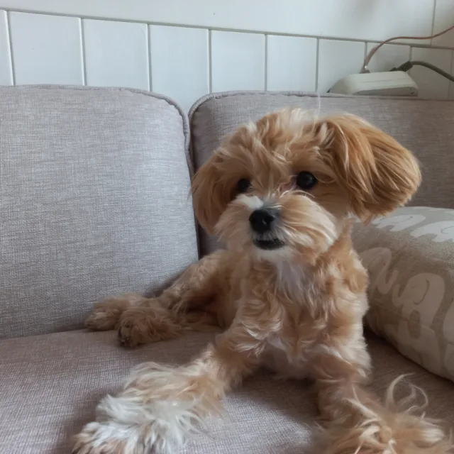 뭉바오
