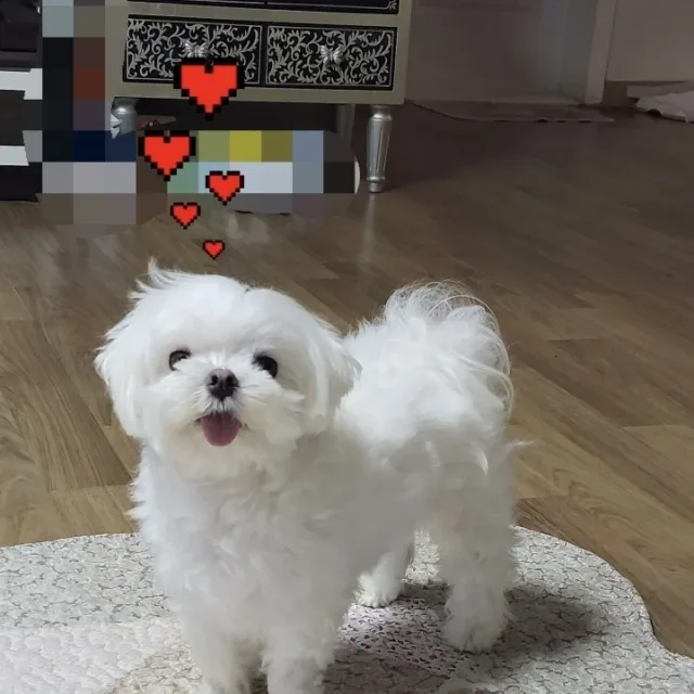 심도리