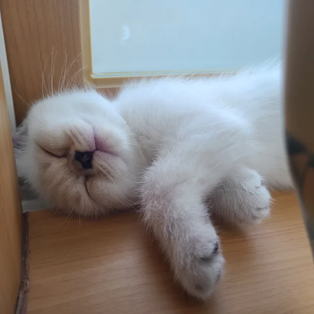 포씨네