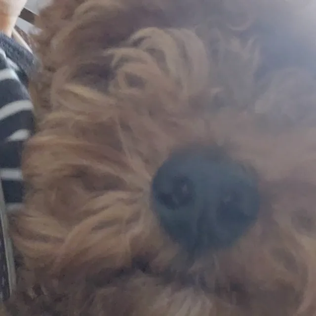 마루