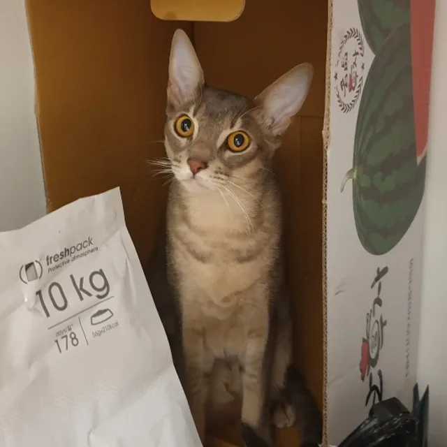 고나우