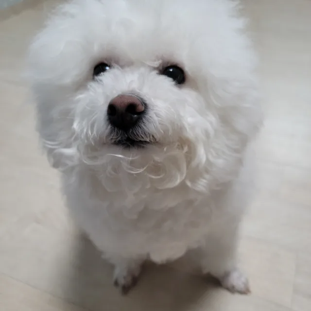 당근꽁쥬