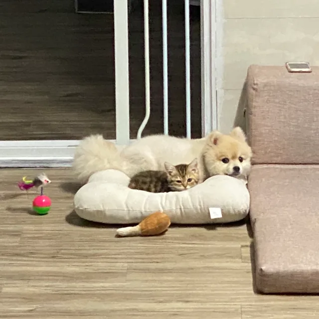베베