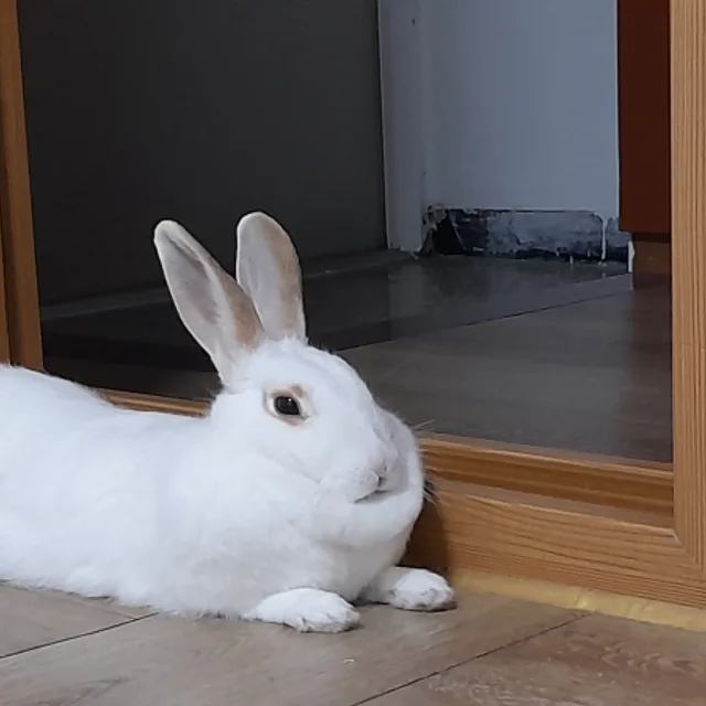 설아