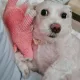 아기네스진