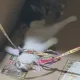 까꿍이