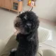히융히융