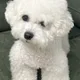 황구름