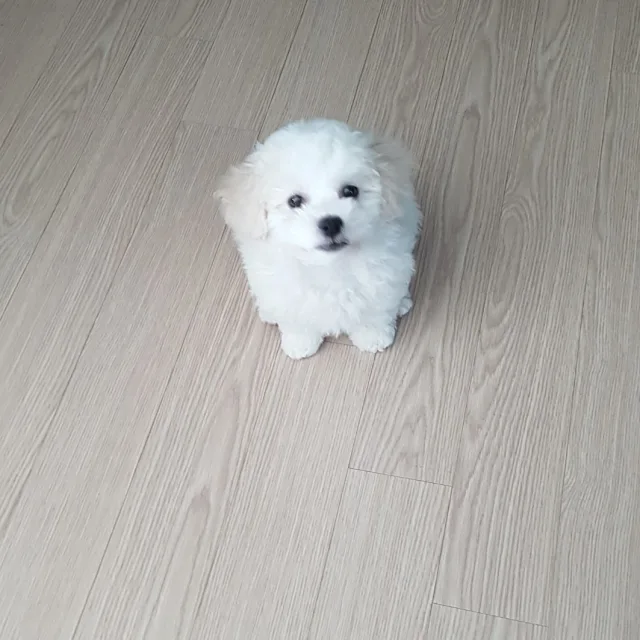 깔루아밀크
