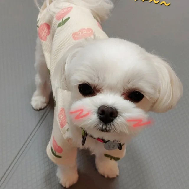 보금이아빠