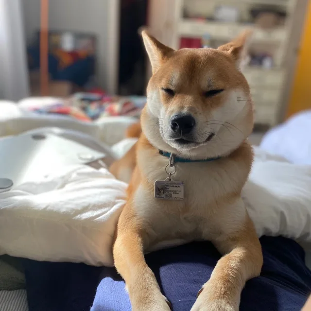 보리야보리