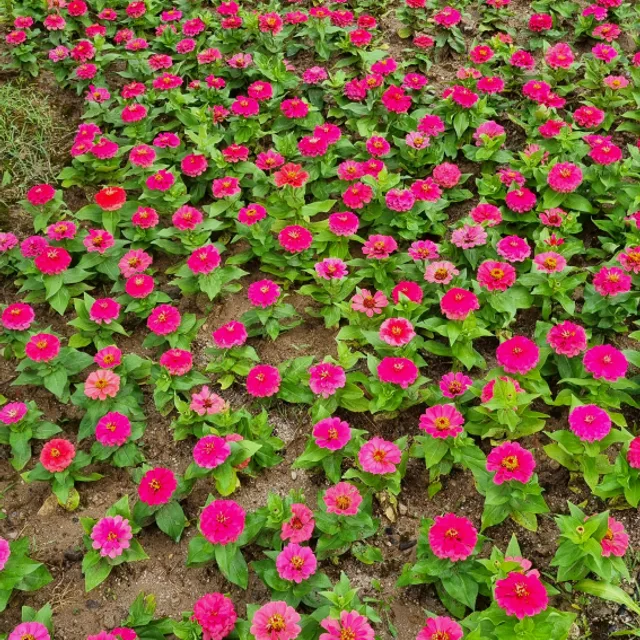 오로라