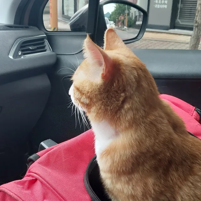 profile