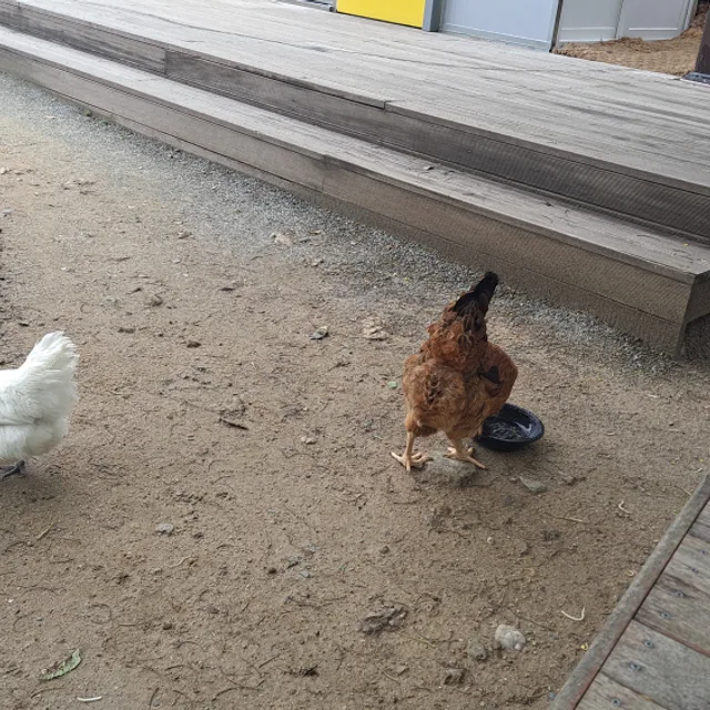 꽃능성어
