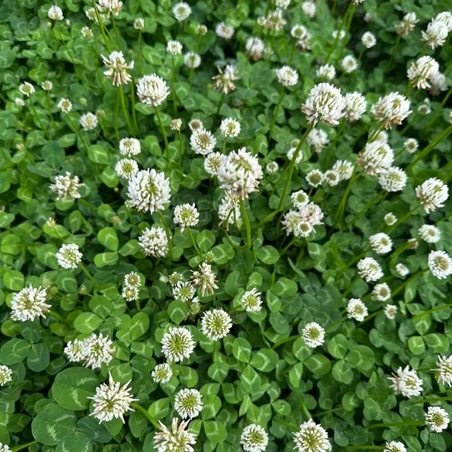 하니