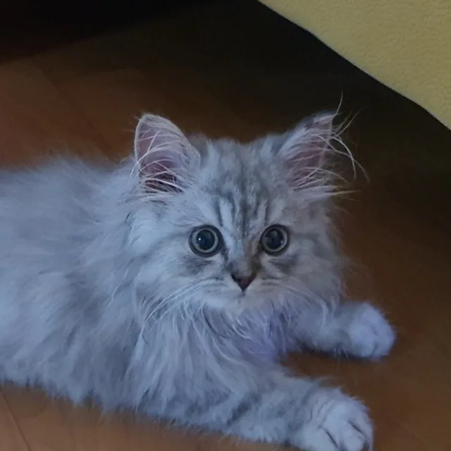 피온이