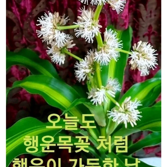 금전수