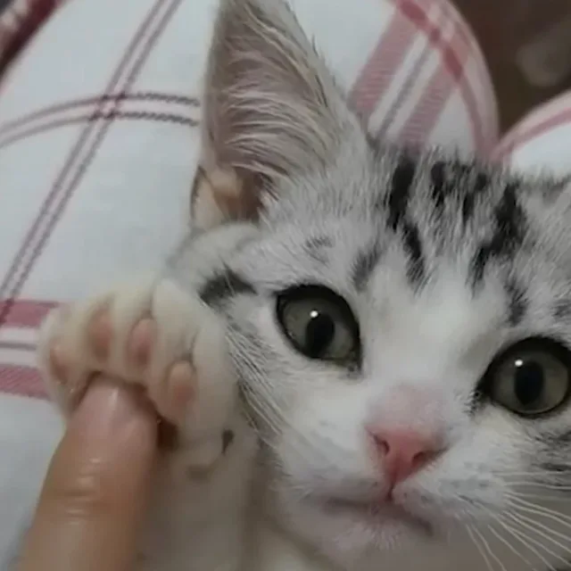 당근냥