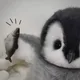 코코