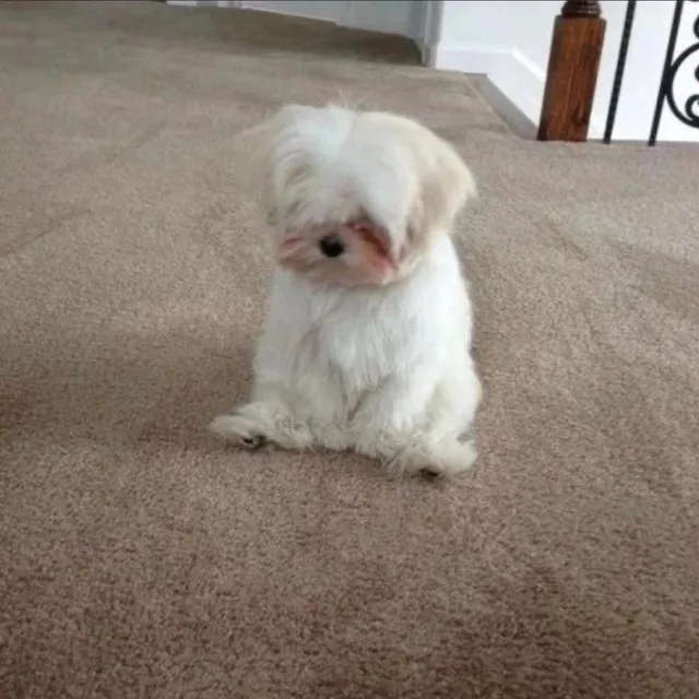 강둘리