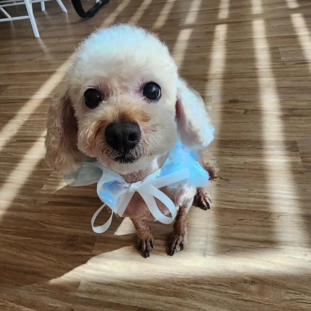 모카라떼