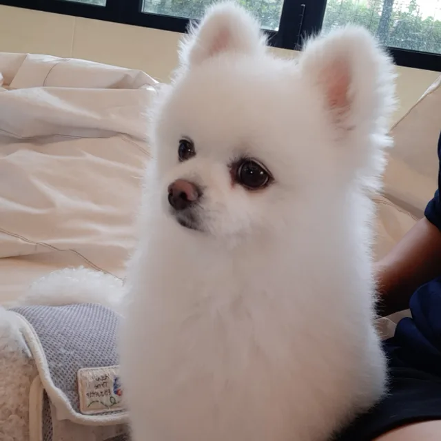 애플트리