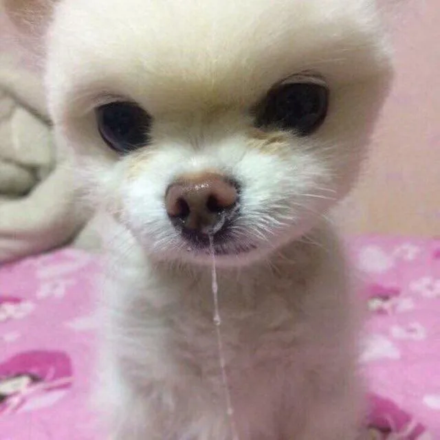 누에