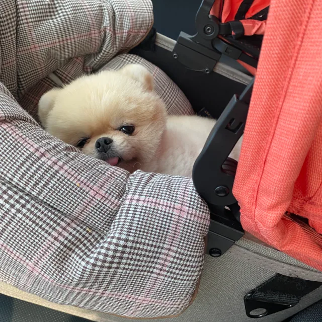 당근이세용