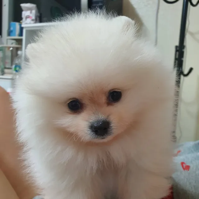 감수성보이