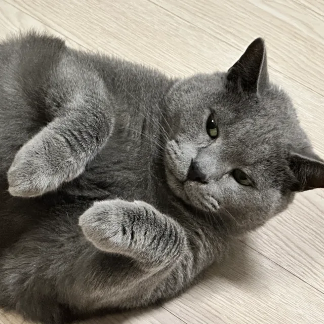 언꾸꾸