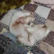 흑구중