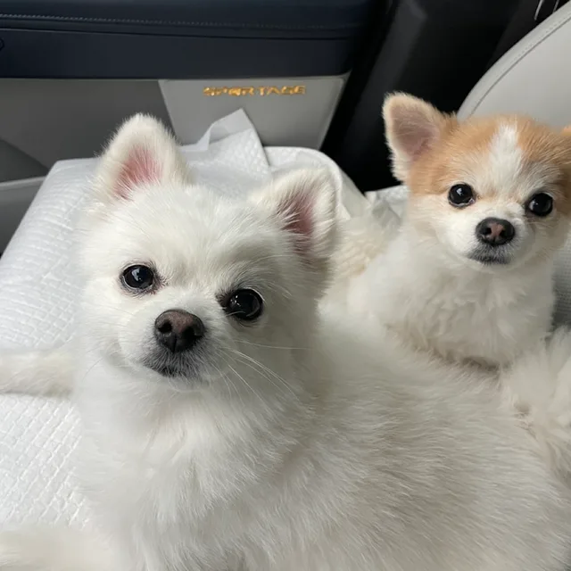 도파