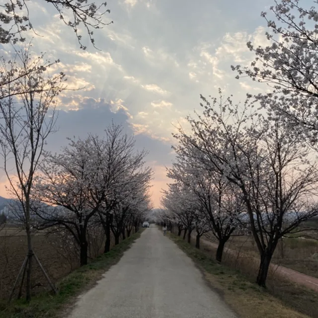 선인장