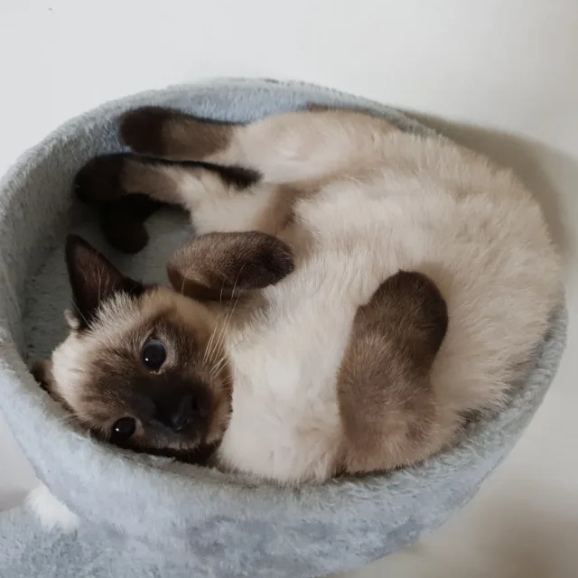 전쭈꾸