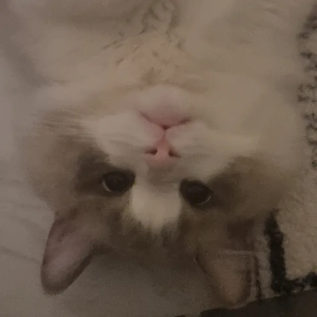 스칸