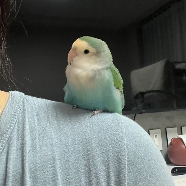 츄츄