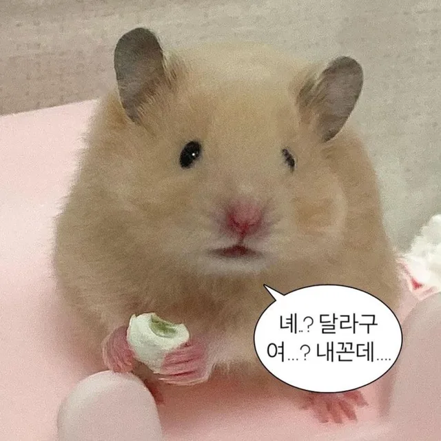 콩순이냉장고