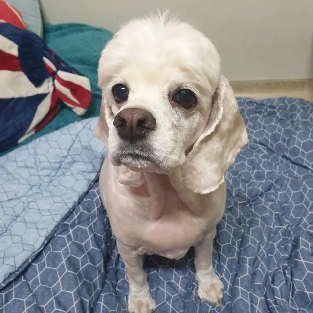 초코송이