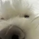 왕코