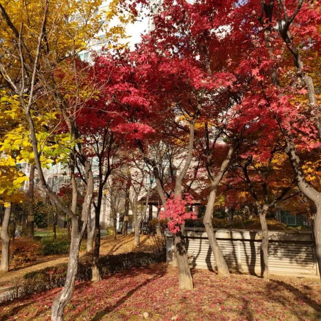 브라운