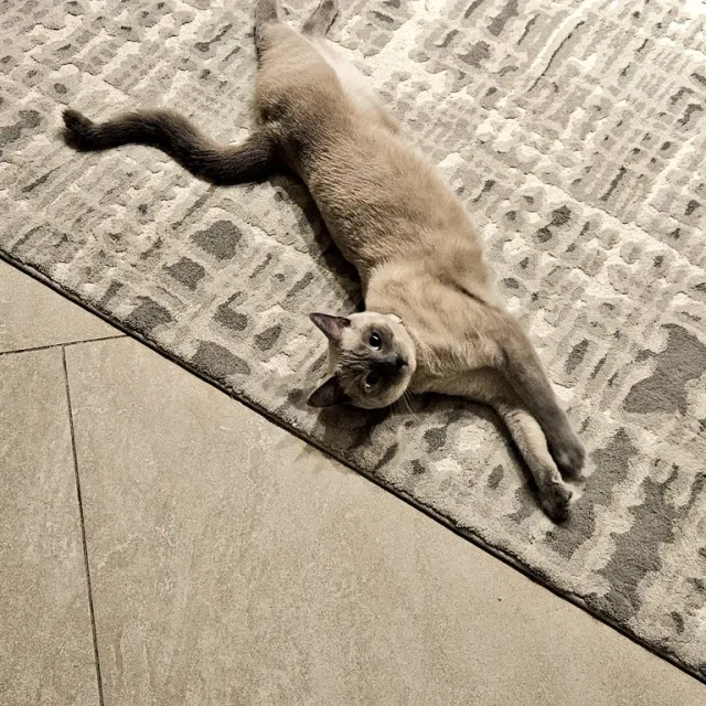 태호
