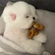핑핑이